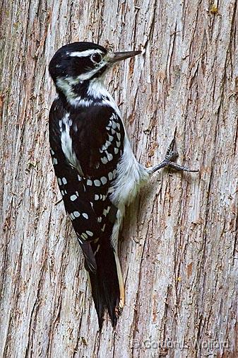 Woodpecker On A Tree_50758.jpg - Hairy Woodpecker (Picoides villosus) photographed near Lindsay, Ontario, Canada.